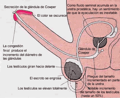 Como es posible aumentar el miembro por el método público